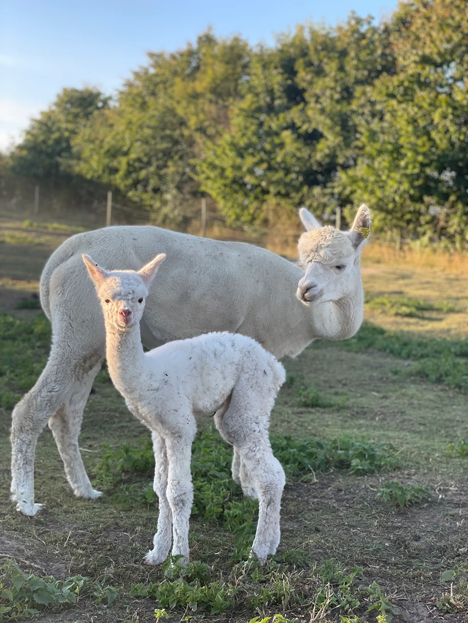 Alpaca mor og barn