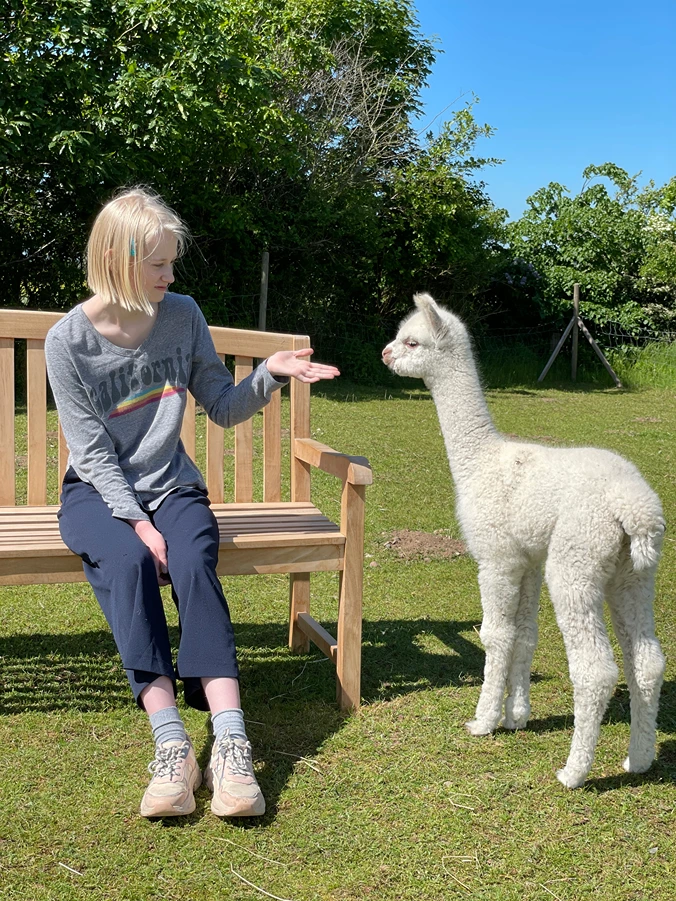 Alpaca ved bænk