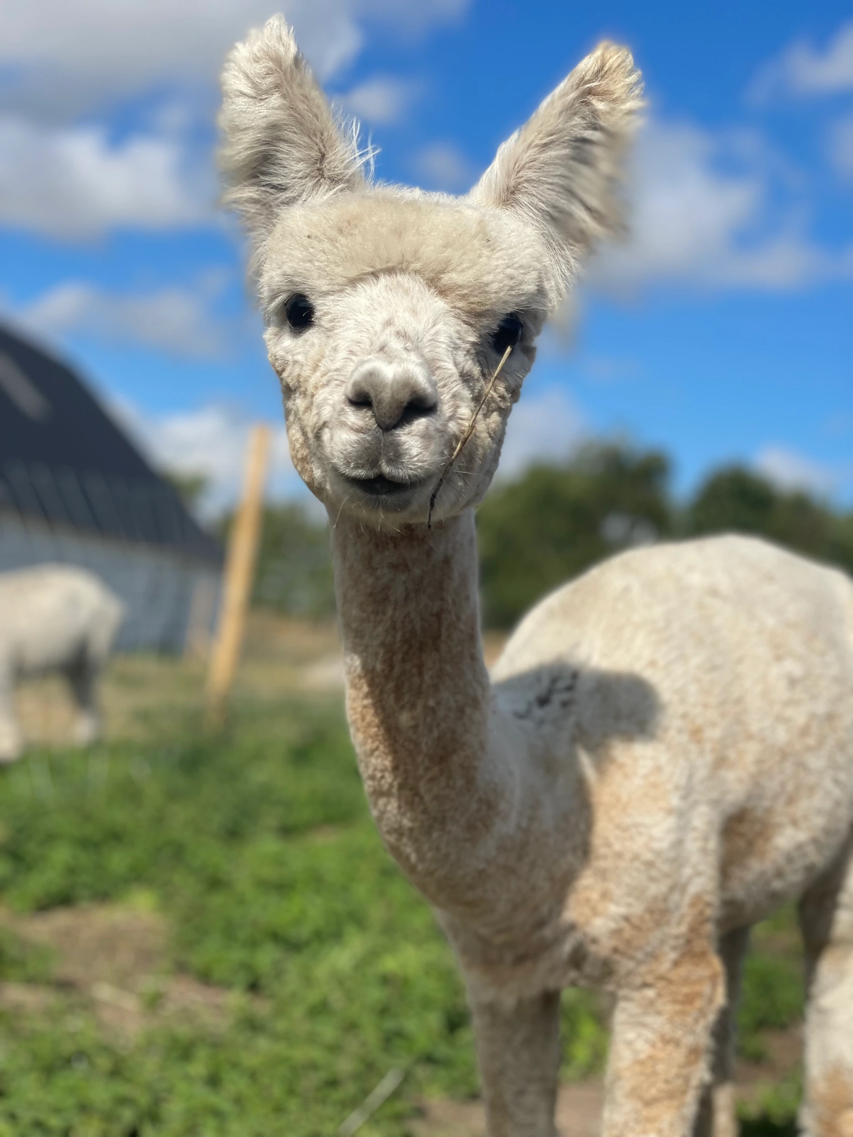 Alpacas-hvid cria_02
